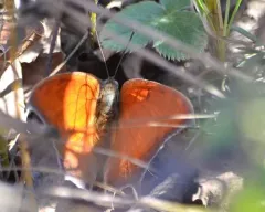 Goatweed Leafwing thumbnail 2