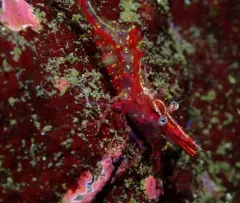 Kincaid Coastal Shrimp thumbnail 3