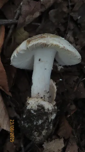 American Amidella