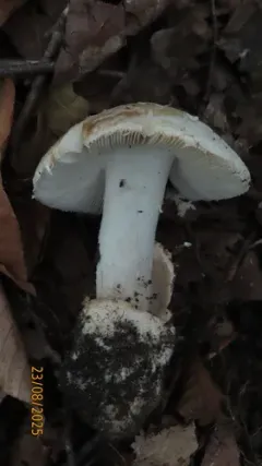 American Amidella thumbnail 1