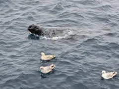 Hooded Seal thumbnail 3