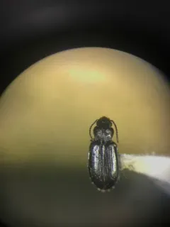 Tachyta angulata thumbnail 2