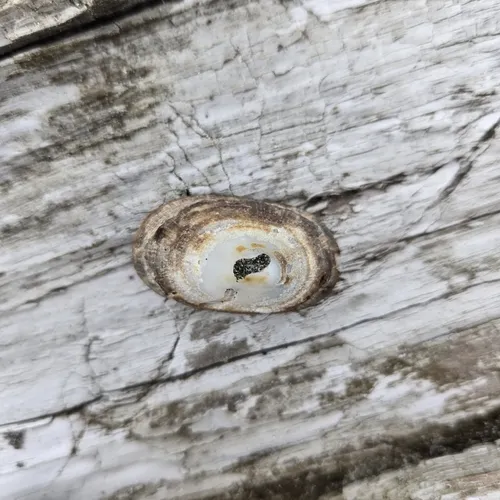 Rocking Chair Limpet
