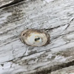Rocking Chair Limpet thumbnail 1