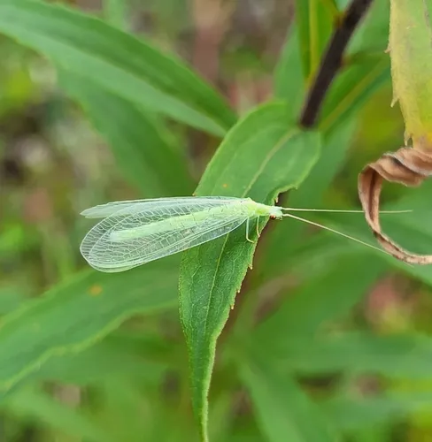 Meleoma emuncta