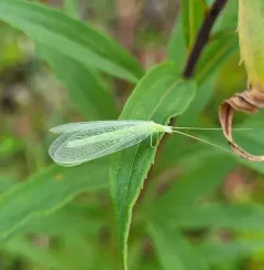 Meleoma emuncta thumbnail 1