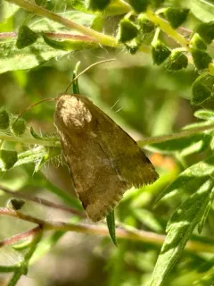 Schinia mortua thumbnail 2