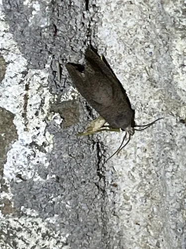 Eucosma sombreana