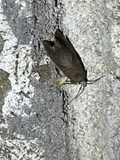 Eucosma sombreana thumbnail 1