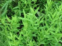 Roundfruit St. John's-wort thumbnail 2