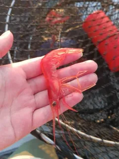 Ocean Shrimp thumbnail 1