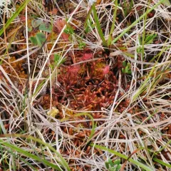 Purple Spoonwort thumbnail 2
