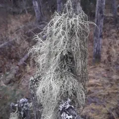 Lapland Beard Lichen thumbnail 3