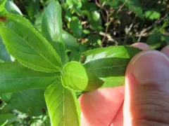 Rhagonycha mollis thumbnail 4
