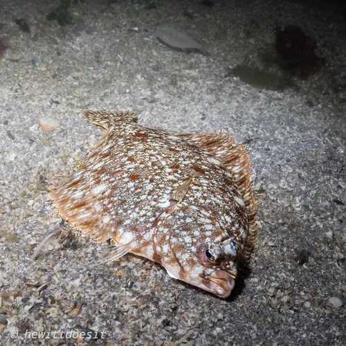 Rock Sole
