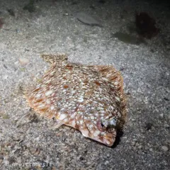 Rock Sole thumbnail 1