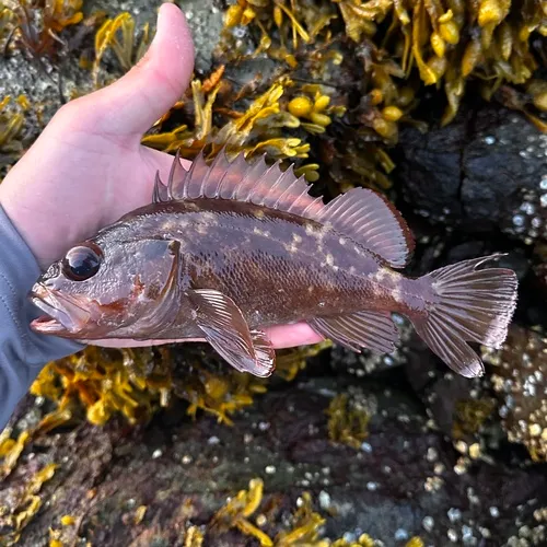 Brown Rockfish