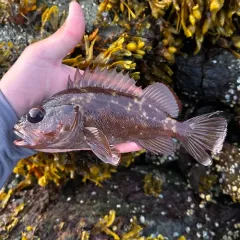 Brown Rockfish thumbnail 1
