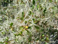 Alderleaf Mountain Mahogany thumbnail 2