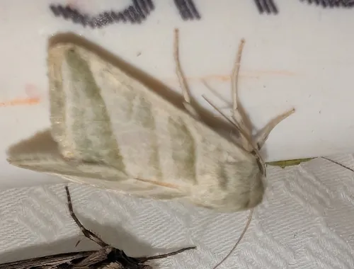 Subflexus Straw Moth