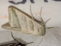 Subflexus Straw Moth thumbnail 1