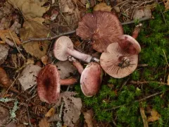 Hygrophorus capreolarius thumbnail 1