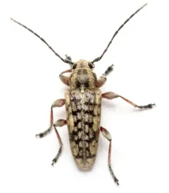 Small Cedar Borer thumbnail 4