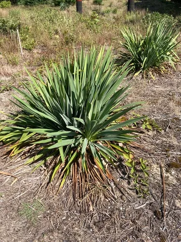 moundlily yucca