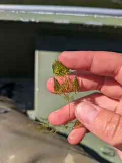 Braun's stonewort thumbnail 2
