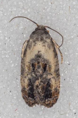 Cochylichroa avita