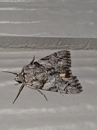 Verrill's Underwing