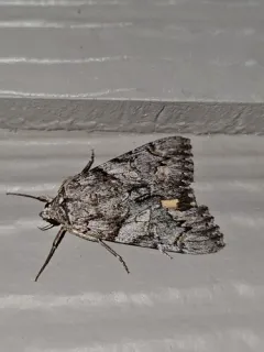 Verrill's Underwing thumbnail 1