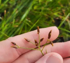 Long-beaked Bald-rush thumbnail 2