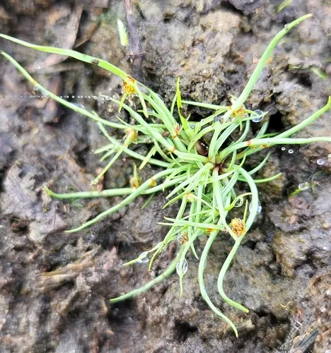 Small-Flower Halfchaff Sedge