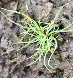 Small-Flower Halfchaff Sedge thumbnail 1
