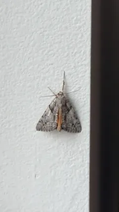 Verrill's Underwing thumbnail 2