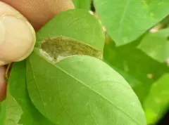 Tentiform Bean Leafminer thumbnail 2
