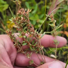 plains frostweed thumbnail 1