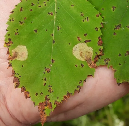 Sphaerulina betulae