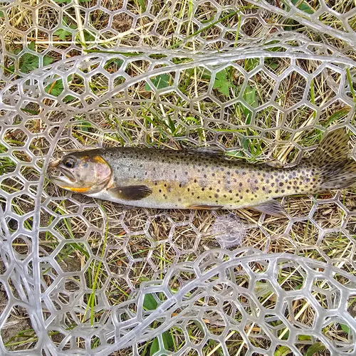 Rocky Mountain Cutthroat Trout