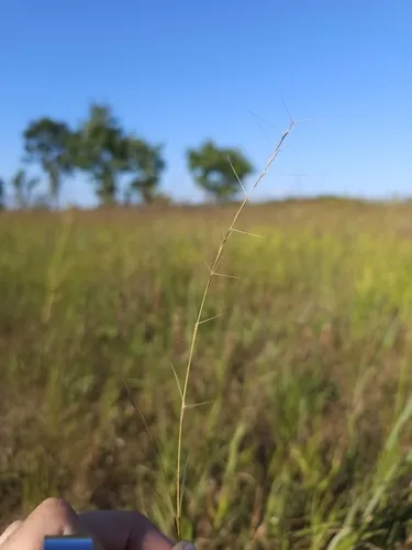 Aristida necopina