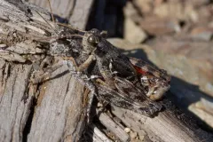 Melanoplus molothrus thumbnail 2