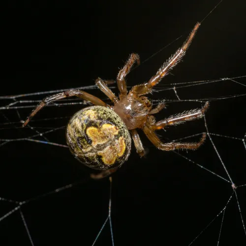 Butterfly Orbweaver