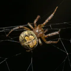 Butterfly Orbweaver thumbnail 1