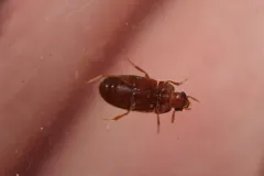 Hairy Fungus Beetle thumbnail 2