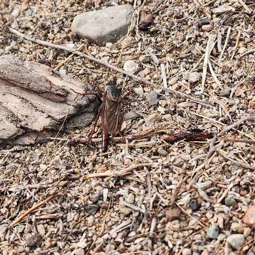 Stenopogon inquinatus