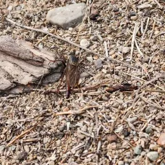 Stenopogon inquinatus thumbnail 1