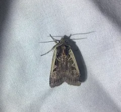 Parabagrotis sulinaris thumbnail 2
