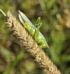 Gladiator Meadow Katydid thumbnail 3