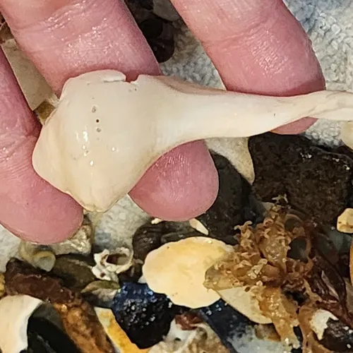 Channeled Whelk